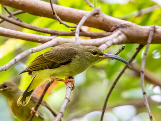 Thick-billed Spiderhunter in Borneo Malaysia