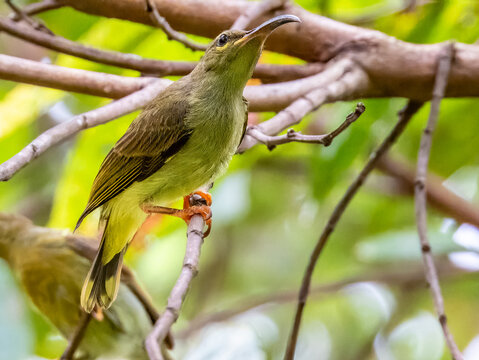 Thick-billed Spiderhunter in Borneo Malaysia