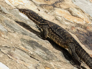 Asian Water Monitor in Borneo, Malaysia