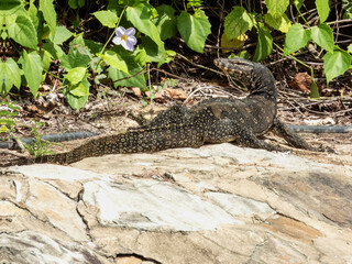 Asian Water Monitor in Borneo, Malaysia