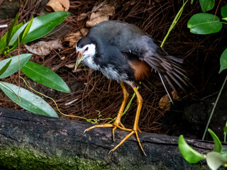White-breasted Waterhen in Borneo, Malaysia