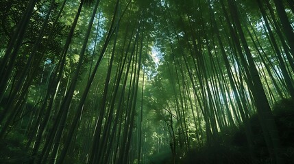 Arashiyama Bamboo Grove in Kyoto Japan with its tall bamboo stalks and serene pathways 