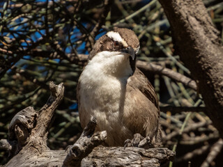 White-browed Babbler in Victoria, Australia
