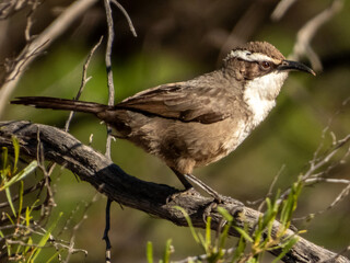 White-browed Babbler in Victoria, Australia