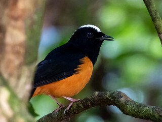 White-crowned Shama in Borneo, Malaysia