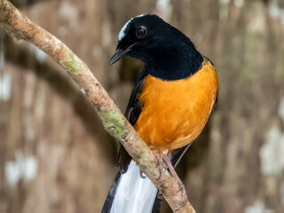 White-crowned Shama in Borneo, Malaysia