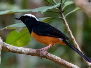 White-crowned Shama in Borneo, Malaysia