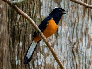 White-crowned Shama in Borneo, Malaysia