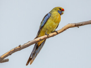 Yellow Crimson Rosella in Victoria, Australia