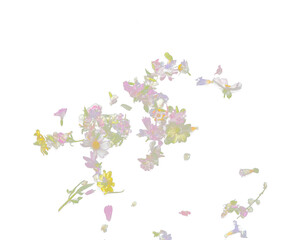 Colorful flower petals falling romantic black background isolated with real photo red, yellow, pink colorful flower petals flying. Love, romance floral spring season, wedding invitation