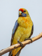 Yellow Crimson Rosella in Victoria, Australia