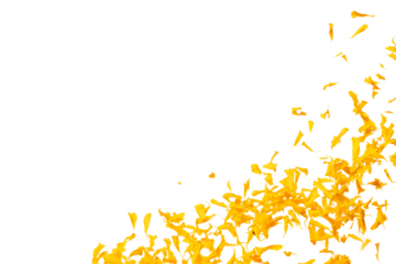 Yellow Marigold petals falling romantic white background isolated with yellow marigold flower petals flying. Religious floral spring season, ritual invitation yellow marigold petals in mid air