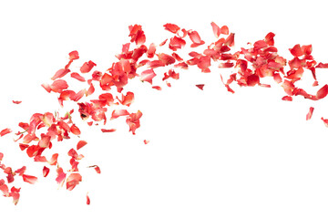 Red rose petals falling romantic white background isolated with real photo red rose flower petals flying. Love, romance floral spring season, wedding invitation red rose petals in mid air