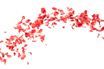 Red rose petals falling romantic white background isolated with real photo red rose flower petals flying. Love, romance floral spring season, wedding invitation red rose petals in mid air