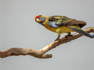 Yellow Crimson Rosella in Victoria, Australia