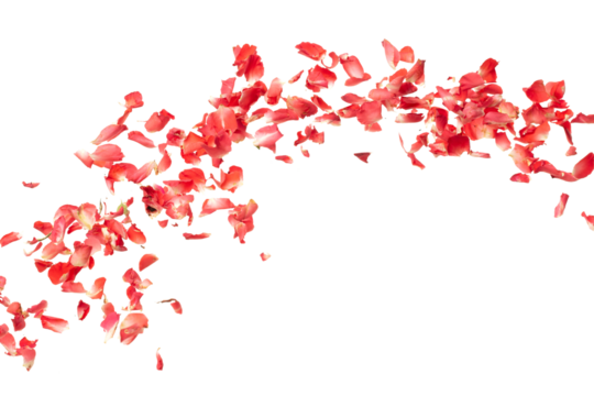 Red rose petals falling romantic white background isolated with real photo red rose flower petals flying. Love, romance floral spring season, wedding invitation red rose petals in mid air