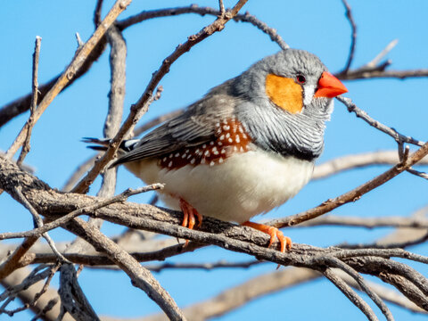 Zebra Finch in New South Wales Australia