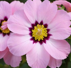 pink and white dahlia, garden, plant, flora, summer, cosmos, bloom, beauty, spring, blossom, flowers, purple