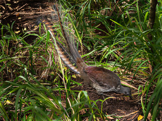 Australian Lyre Bird Digs In The Bush