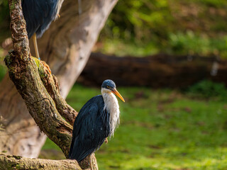 Great Blue Heron Head Forward On One Foot