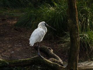 Shovelnose Heron Stands Side On Against Dark Area