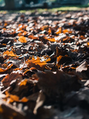 Autumn leaves on the ground