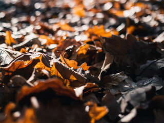 Autumn leaves on the ground