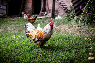 Rooster in Backyard on a sunny day.