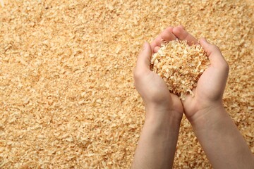 Woman holding dry natural sawdust, top view