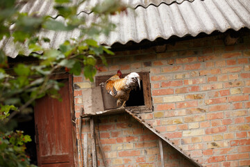 Rooster on Coop Ladder on a sunny day.