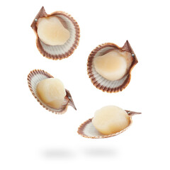 Scallops with shells falling on white background