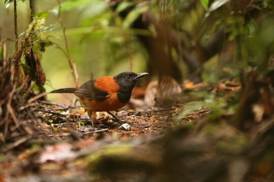 The hooded pitohui (Pitohui dichrous) is a species of bird in the genus Pitohui found in New Guinea. This photo was taken in Arfak mountain, west Papua, Indonesia.