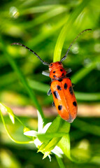 Red milkweed beetle standing on a green leaf