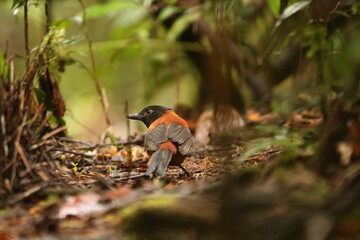 The hooded pitohui (Pitohui dichrous) is a species of bird in the genus Pitohui found in New...