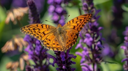 Fototapeta premium Female Indian Fritillary resting on purple salvia flowers with spread wings