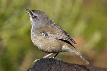 Australian White-browed Scrubwren perched on a burnt log