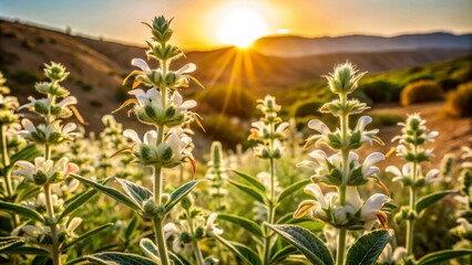 Delicate white Jerusalem sage flowers bloom amidst soft green foliage, set against a serene, sun-kissed Israeli desert landscape backdrop.