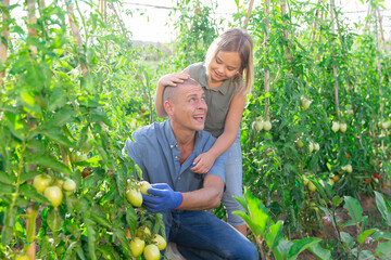 Young dad and his little daughter gardening together at tomato plant