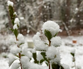 Snow accumulating on the leaves of a holly bush in Georgia