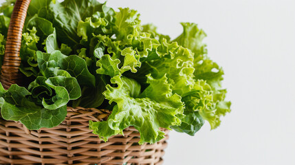 Obraz premium lettuce on a white background