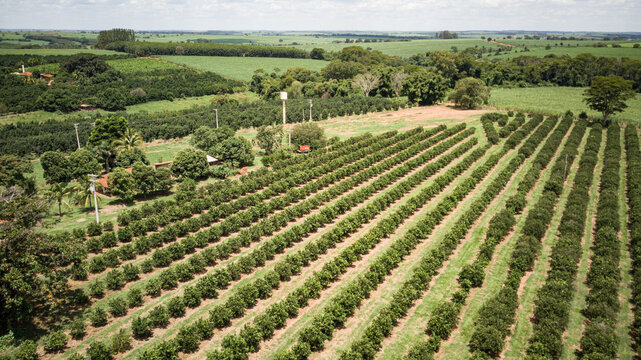 Vista a&eacute;rea de drone de uma planta&ccedil;&atilde;o de laranja no interior de S&atilde;o Paulo