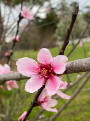 Pink cherry blossoms blooming on a spring day in Georgia