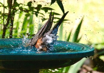 A robin ducking its head into the water while taking a bath in Georgia