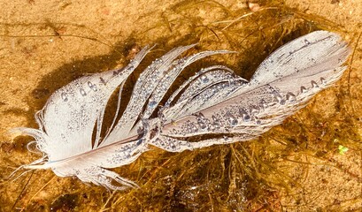 A white feather underwater with bubbles on the shore of a lake