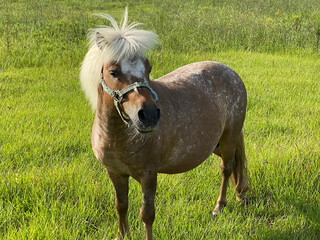 A beautiful miniature horse with a white mane and speckled body, standing in a pasture in South Georgia