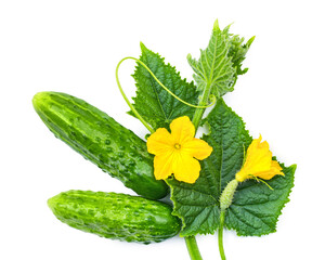 Cucumbers, flowers, and cucumber leaves isolated on a white background. Young natural cucumbers.