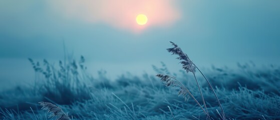 Minimalist Nature Wallpaper for Ultrawide Screen 21:9 , grass in the cold and the sunset