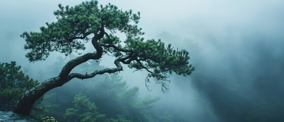 Minimalist Nature Wallpaper for Ultrawide Screen 21:9 , Treetops leaning on the misty mountain