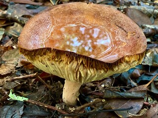 A brown toadstool growing in the forest with a pool of water on it, reflecting the trees above