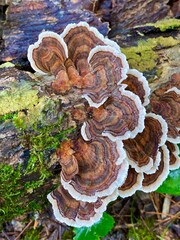 Turkey Tail fungus growing on a log in the mountains of North Georgia